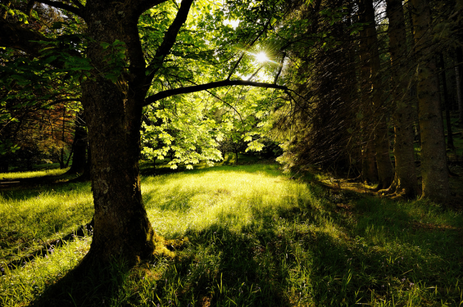 Hidden Meadow Click and Pray Flickr 2016-06-05