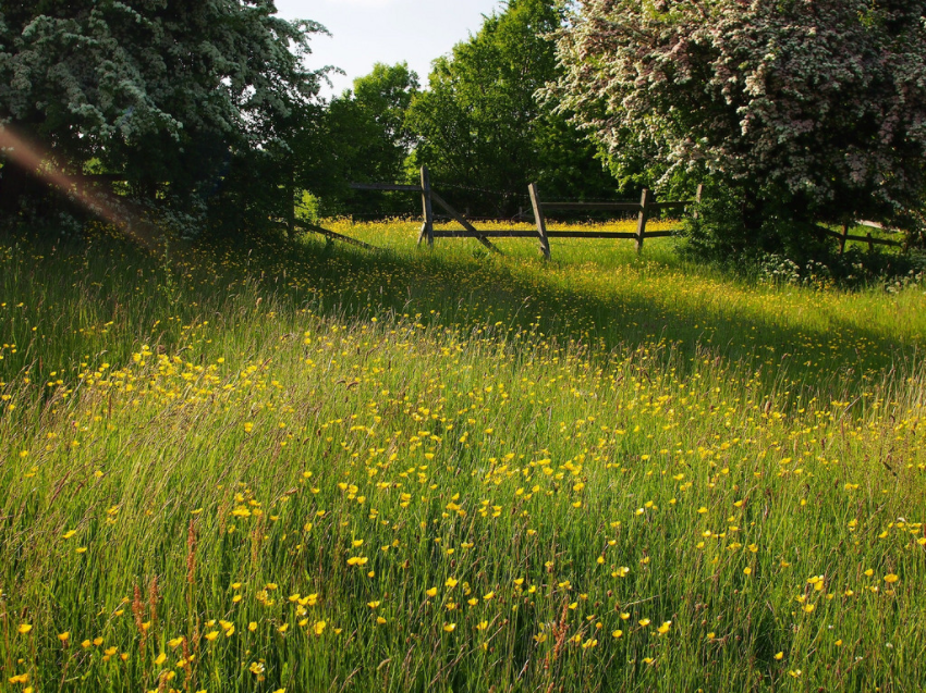Meadow Andy Ely Flickr 2013-06-10
