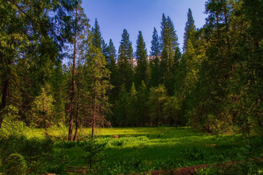 Meadow Sierra Marshland David Cross buffdawgus Flickr 2013-05-05