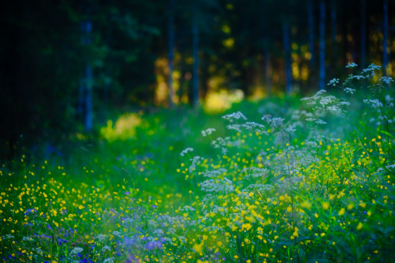 My Secret Meadow Lassi Kalleinen Flickr 2010-06-29