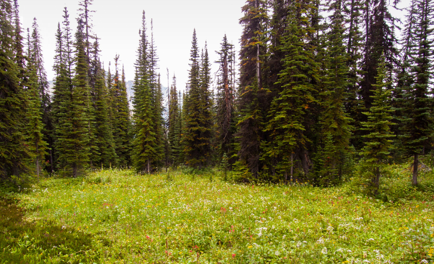 Alberta Canada Meadow Ray Clark Flickr 2013-08-16